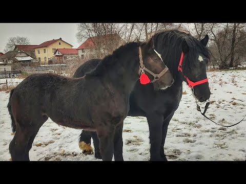 КОНІ ПОРОДИ ПЕРШЕРОН ЦЕ МІЦЬ, ГРАЦІЯ, СИЛА І НЕЙМОВІРНА КРАСА.