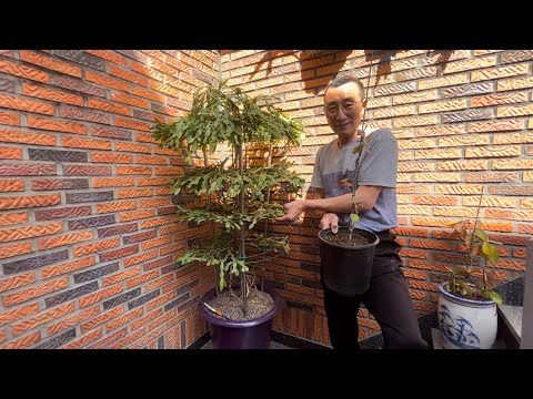 어른 키만한 게발선인장으로 키우려면 이걸 잘 하셔야 합니다