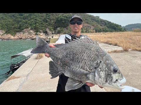 紀州釣24/11/2025大鴉洲碼頭52cm大牛屎、黑沙黃腳絲立，SHIMANO FIREBLOOD SCHEMER 1.1-530使用@MARUKYU糠蝦公主MSP添加粒SET100醃製蝦仁常温練餌