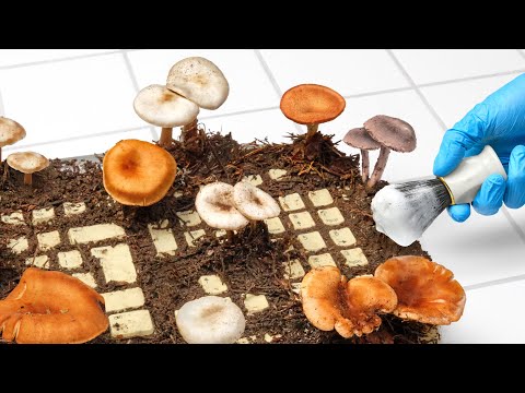 Satisfying Mushroom Keyboard Cleaning — ASMR Relax