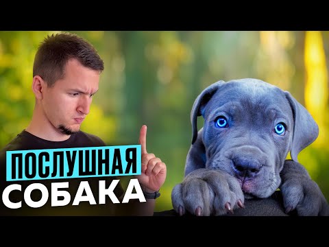 Это самые ПОСЛУШНЫЕ породы собак | Лучшие для новичков