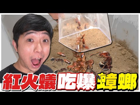 紅火蟻太狠了！群體圍攻死不放口！｜最瘋狂的企劃【臺灣蟻窟】
