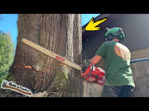 This HUGE Maple Was Leaning Over A House!