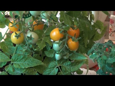 Indoor tomatoes: What I planted and what grew