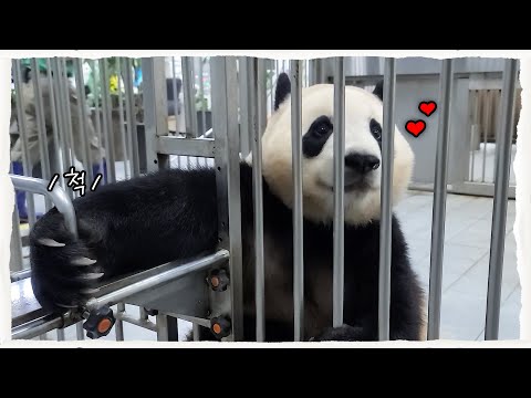 (SUB) "You are a human, aren't you? The genius Panda understands human language!" Panda Family🐼
