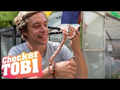 Der Ungeziefer-Check | Information für Kinder | Checker Tobi