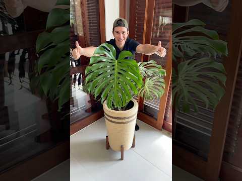 Evolução Monstera!🪴 #plantas #monstera #jardinagem