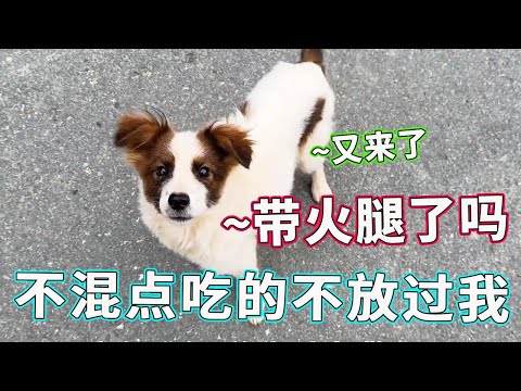 谁被爷爷家小狗暖到了！我还没走到跟前，它就出来迎接，嗅觉也太灵敏了吧！【天下一场梦】