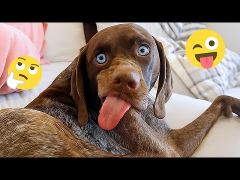 HILARIOUS DOGS Being Weird π€ͺ NEW Funniest Dogs Video 2026