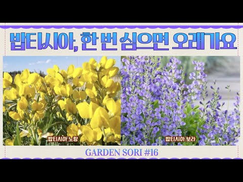 Just choose the right spot for your initial planting. 2 Keys to Baptisia Care