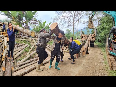 A day of work of excavators, cranes the wood onto specialized trucks to transport the wood