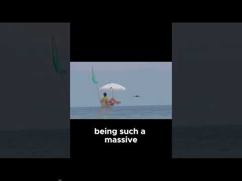 How the Kraken Could Have Changed History Forever – Mind Blowing Facts!