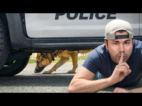 How to Escape a Police Sniffing Dog