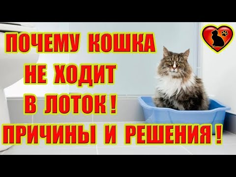 Почему Кошка Не Ходит в Лоток? Причины и Пути Решения!