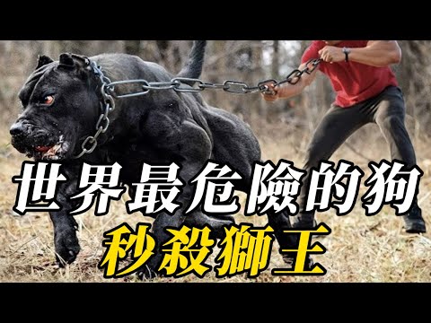 全世界最危險的10種狗，比獅子凶猛10倍不止！第壹名看到快逃，否則後果自負！#动物 #科普 #野生动物 #百科密码