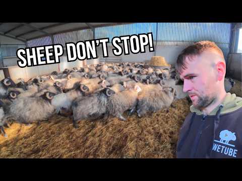 Selling, Sorting and Surviving Christmas on the Farm