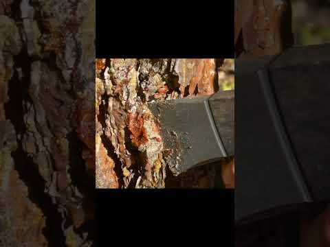 Building a guitar in the forest