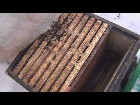 Повреждение кочевой пасеки клещом варроа. Состояние пчелосемей в январе