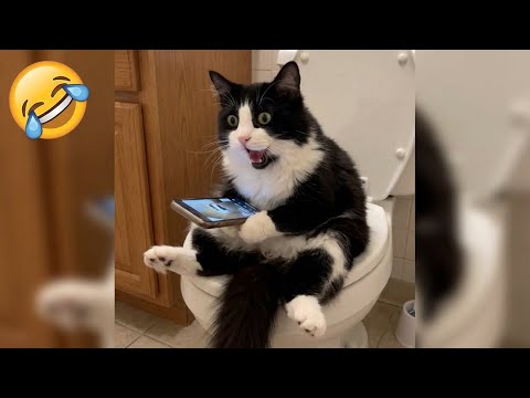 Tente Não Rir 😂 Os Gatos e Cachorros Mais Engraçados de 2025 🐱🐶 #2