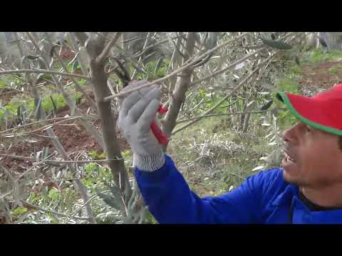 تصحيح تقليم أشجار خاطىء بتكوينها على ساق واحد عوض عدة جذوع