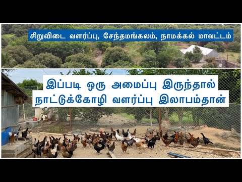 150 சிறுவிடை தாய்க்கோழி வளர்ப்பில் மாத வருமானம் என்ன?