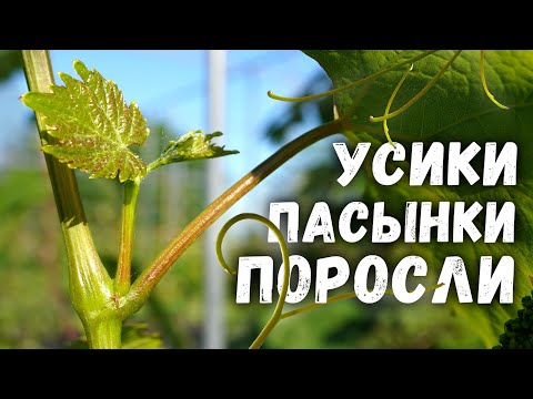 Stepsons, antennae and overgrowth - to remove or not?