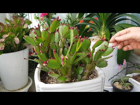 3월.  봄에 피는 원종게발선인장 꽃100% 피울려면 이렇게만 하면 반드시 대박?(부활절 원종게발선인장 )