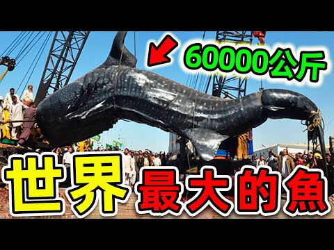 全世界最大的10種超級巨魚！大白鯊只排第3，第一名重達60000公斤，把鯨魚當食物吃。|#世界之最top #世界之最 #出類拔萃 #腦洞大開 #top10 #最大的魚