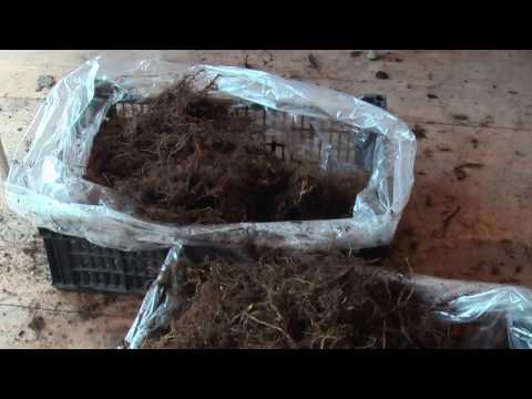 Секреты выращивания маточного корня малины часть 1 в хозяйстве Батькив сад