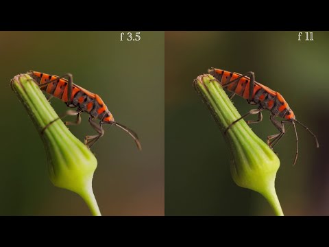 How to Master Macro Videography | Laowa Macro Master Class