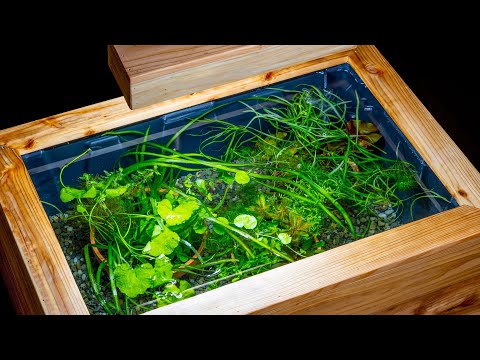 Epic Mini Pond For Viewing Plants and Fish Above Water (DIY Aquagarden)