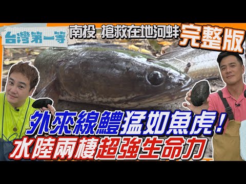 [全新] 南投【搶救河蚌！「外來線鱧」猛如魚虎 水陸兩棲超強生命力/活盆地限定！超嫩金針"美人心"新鮮吃/在地排隊傳統早餐！酥炸鹹油條 加料不手軟】│2024.09.29│《台灣第一等》完整版