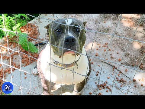 Rescued Pit Bull Who Waited Years Now "Talks" To Her Loving Owner Constantly