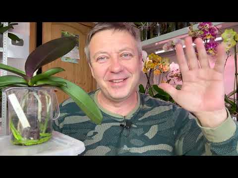 ORCHIDS without roots / WHAT'S BEST - GROWING ORCHID ROOTS with leaves in water or with the botto...