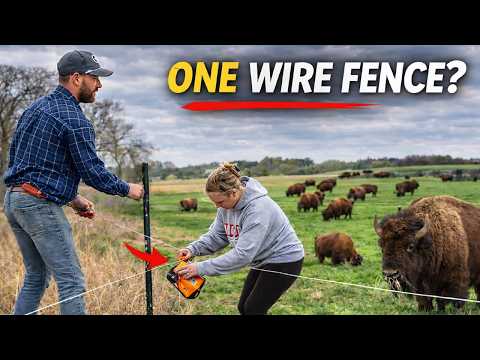 We Built This Fence in ONE Day, Will They Stay In It?