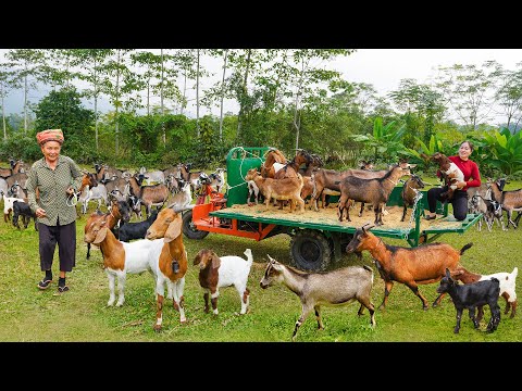 Buy Lots Of Goats from Elderly Farmers -- Use 3-Wheeled Truck Transport Many Goat Go To Sell