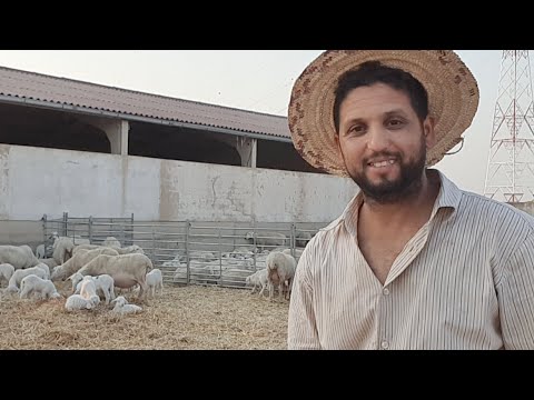 موضوعي اليوم على تربية الغنم و كل ما يتعلق بيها ولا ننسى الجانب الديني