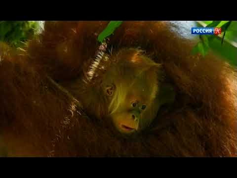 Живая природа островов Юго-Восточной Азии. Во власти Солнца.