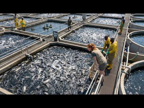 Inside the Largest Tilapia Farm – 15,000 Pounds of Live Fish