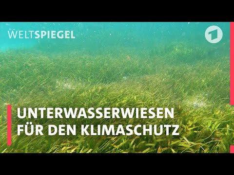 Seychellen – Das bedrohte Paradies I Weltspiegel Reportage