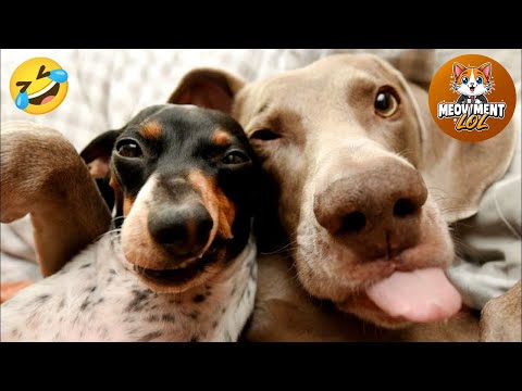 Hilarious Cats & Dogs 2025 😂 #7 | Funny Animal Videos
