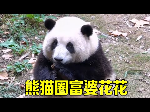 Taking stock of the six rich women in the panda world  the flowers with money  beauty and position