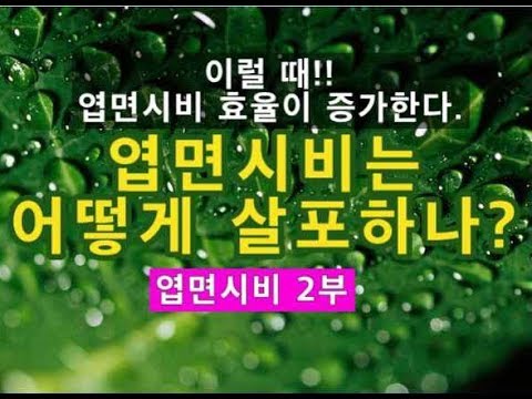 엽면시비는 어떻게 하는게 좋을까? 효과적인 엽면시비 방법/엽면살포시 주의사항은?