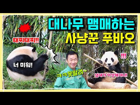 [ep.184] 자기가 서리해놓고 믿을 수 없는 냄새에 대나무 맴매(?)하고 난리난 사냥꾼 푸바오ㅋㅋㅋㅋ🔥/ 죽순으로 화난 마음 죽순으로 달래기!!🎋/ 에버랜드 판다월드