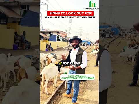 Don’t Buy A GOAT at the market without Looking Out For This Sign! #semanhyiafarms #goathusbandry
