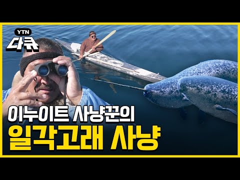 이누이트 사냥꾼, 일각고래 사냥! 북극의 여름을 만나다 [특별기획, 북극] / #YTN다큐