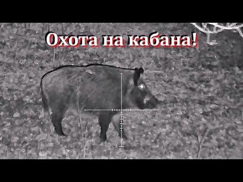 Охота на кабана с ночным прицелом TAiPAN-076 & Сайга-МК-03 ( 7.62х39 )