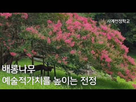 Enhancing the Artistic Value of the Barong Tree: Jeonjeong #110 Four Seasons Jeonjeong School. Ap...