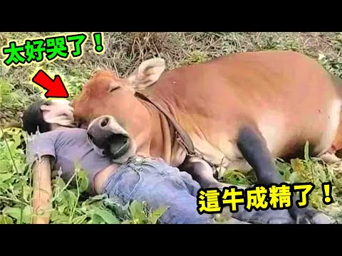 太好哭了！盤點動物和人類最溫暖的10段神仙友情！第一名把人類當爸，撒嬌抱大腿，甜到心化！