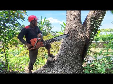 Branched Rain Tree ‼️